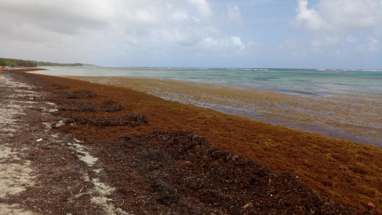 De nombreux bancs de sargasses envahissent les côtes guadeloupéennes RCI